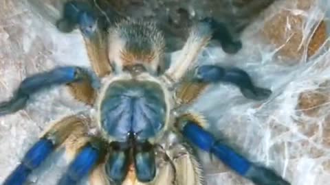 spider very cute
