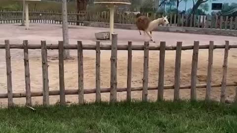 The alpaca is so powerful that it can hurdle