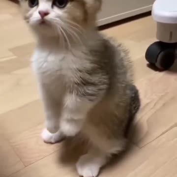 Funny little cat. #funnycat