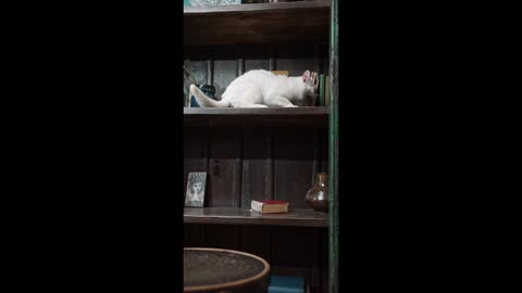 Cat walk in cabinet