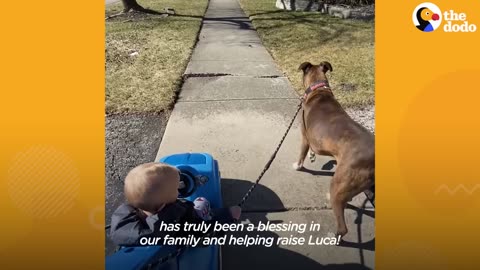 Baby Takes His First Steps Straight To His Dog | The Dodo