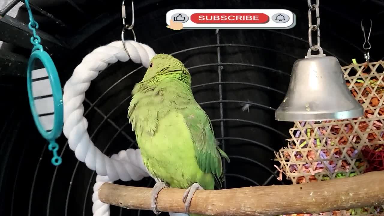 Kiwi Indian Ringneck Parrot Sound Part 1