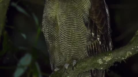 "Mysterious Beauty: Exploring the Enigmatic Brown Owl with Striking Red Eyes"