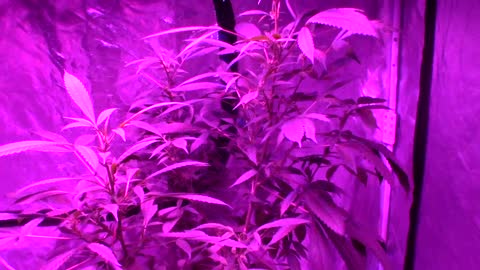 Batch # 6 of daddies growth journal