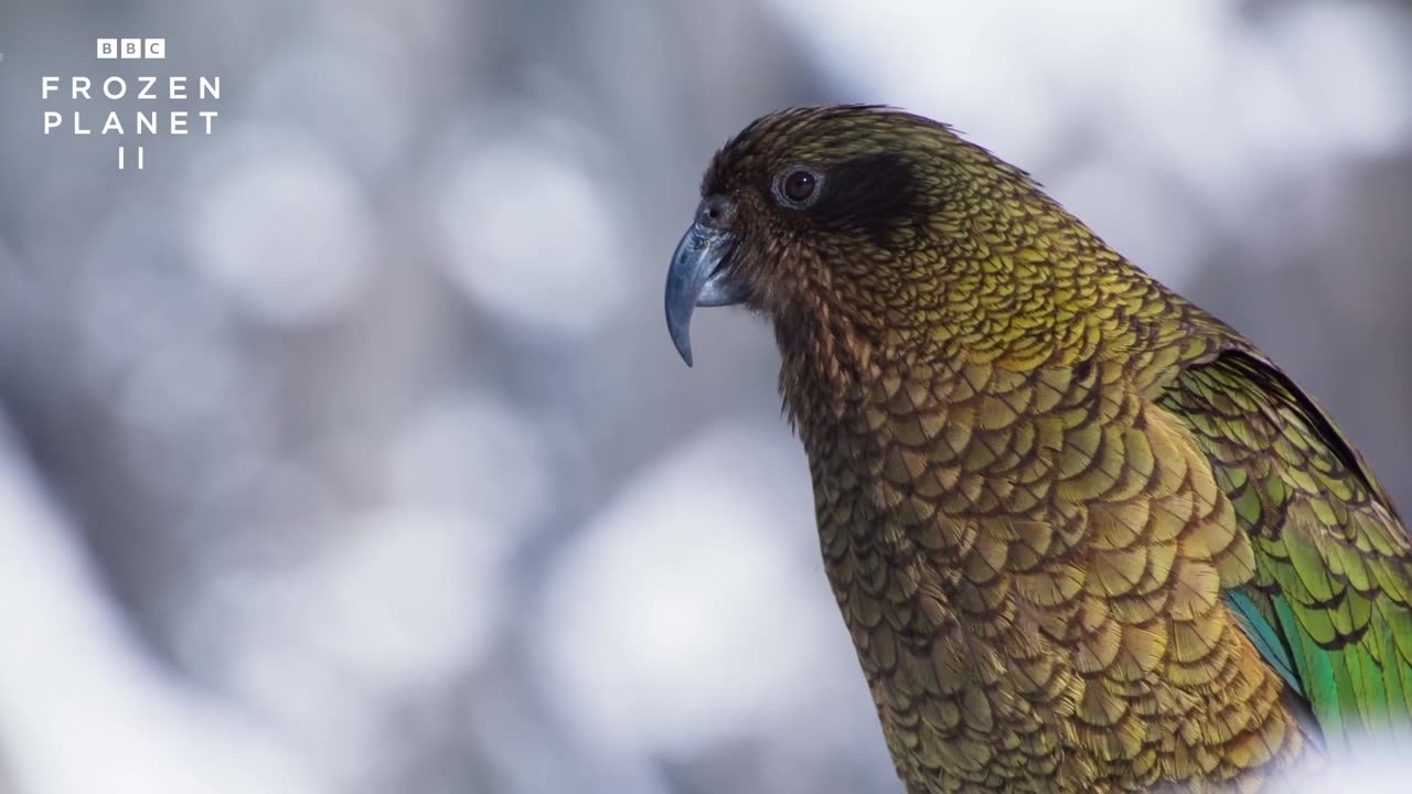 Noisy Keas Love to Play in the Snow - Frozen Planet II - BBC America