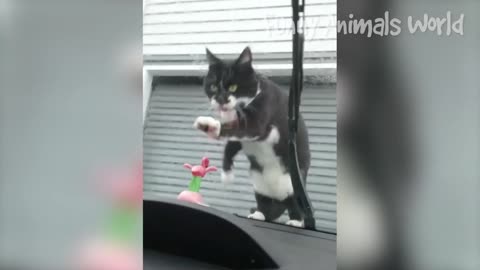 Funny Dogs and Cats Videos 2023