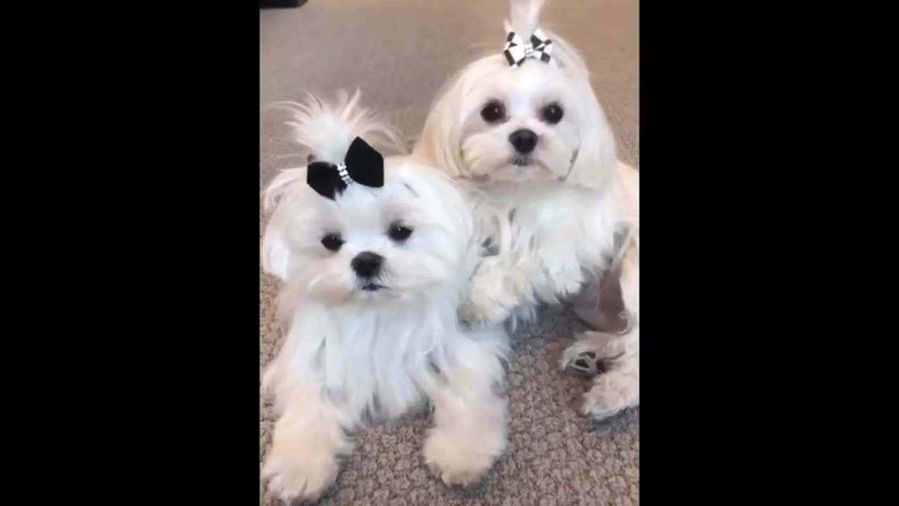 TRY NOT TO LAUGH 😆 Cute Dod Videos 😁 Funny Animals Videos Ep07_ Varieties of dogs