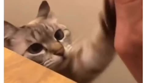 High five cat