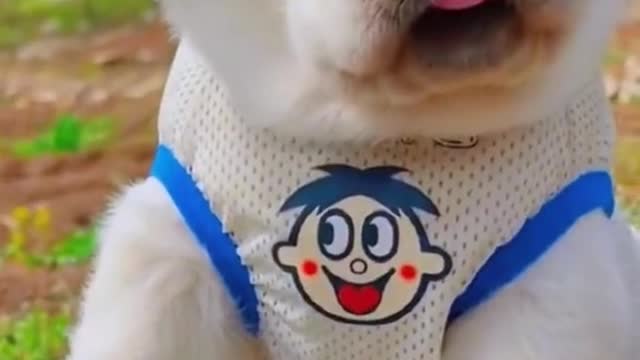 Happy time for the little animals 5125486414