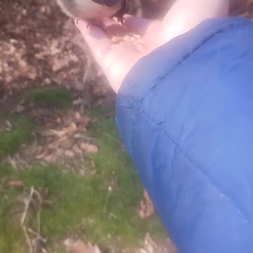 Chickadee thumb and hand