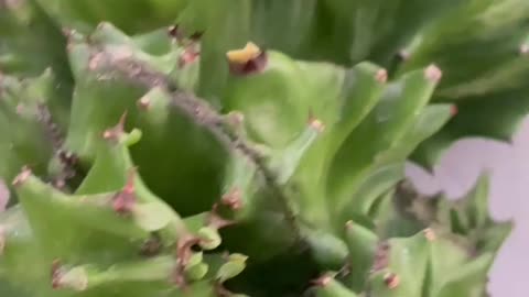 Oddly-shaped succulent potted plants