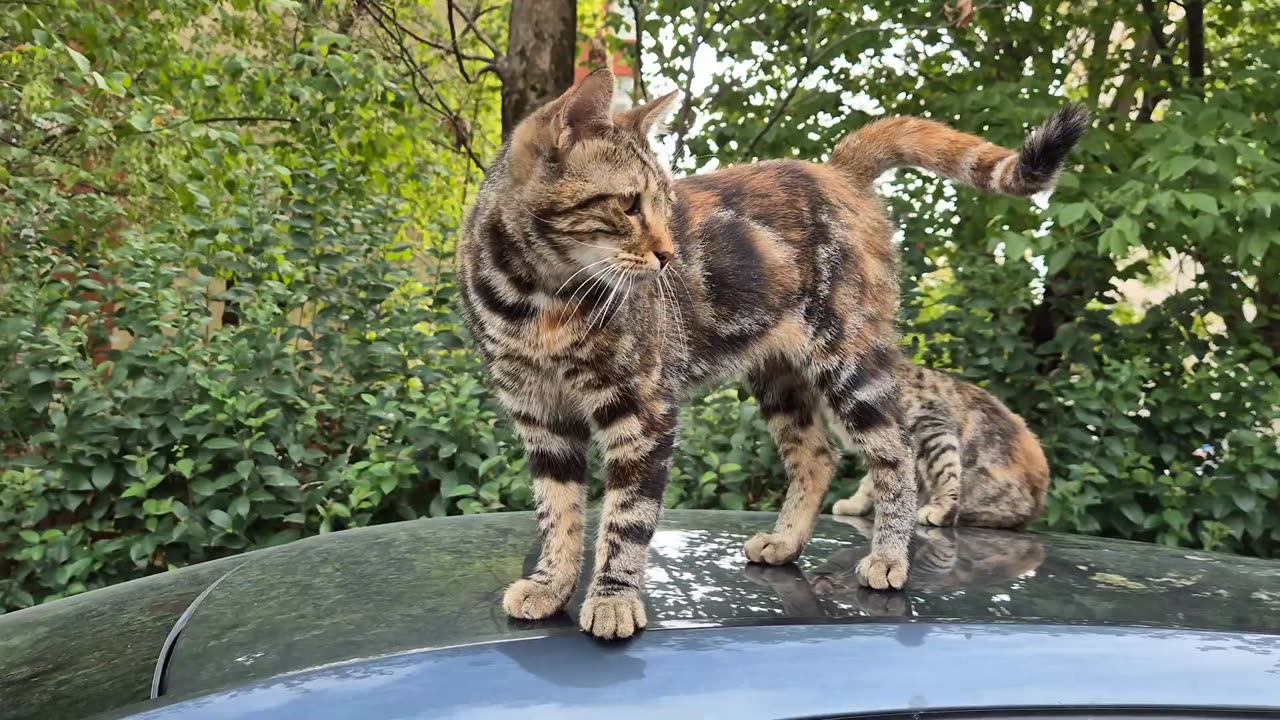 Homeless Tabby cats are very cute and friendly