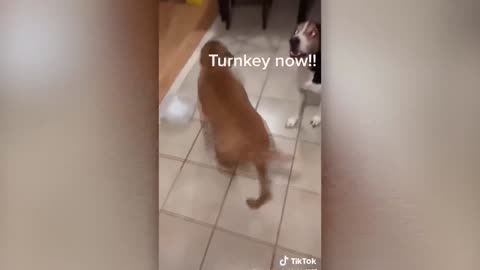 FUNNY ANIMALS (2024) JUST FOR FUN 😹🐶