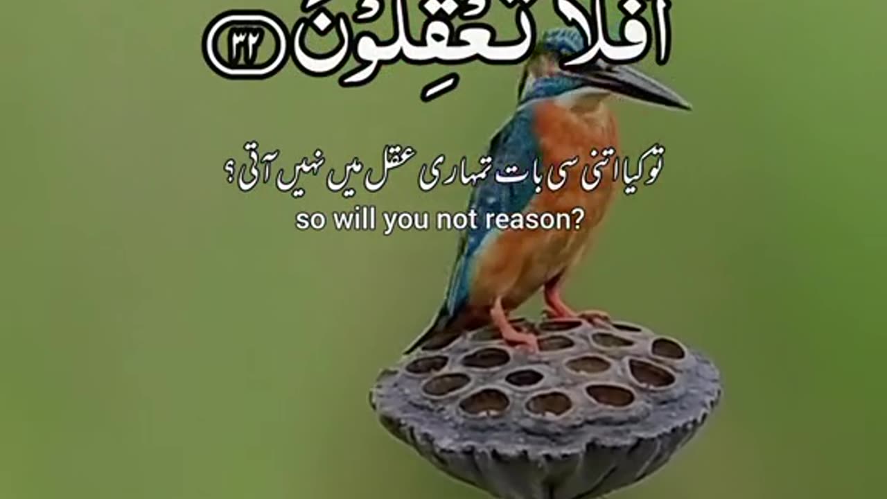 Quran Recitation