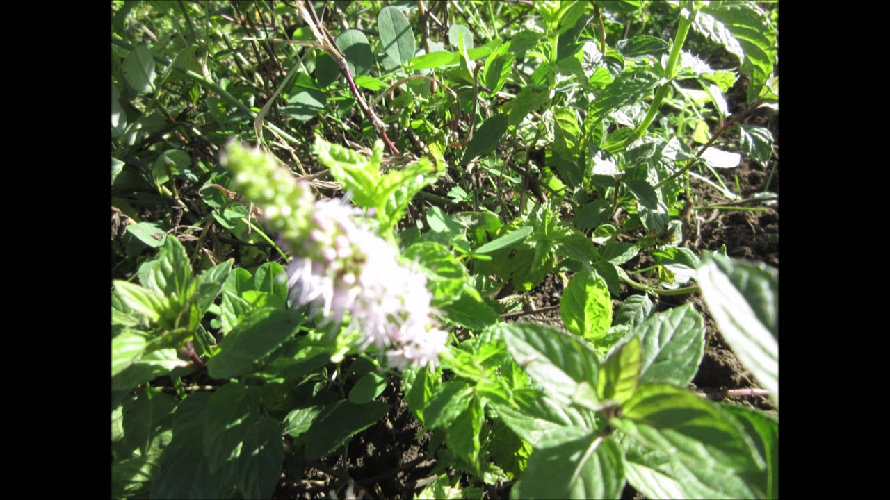 Tender Leaf Herb Mentha spp Sept 2022