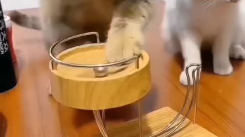 Funny And Cute Cats