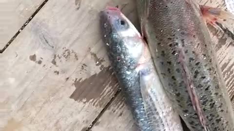 Fish caught