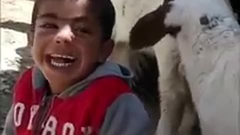 Cute sheep with a child playing