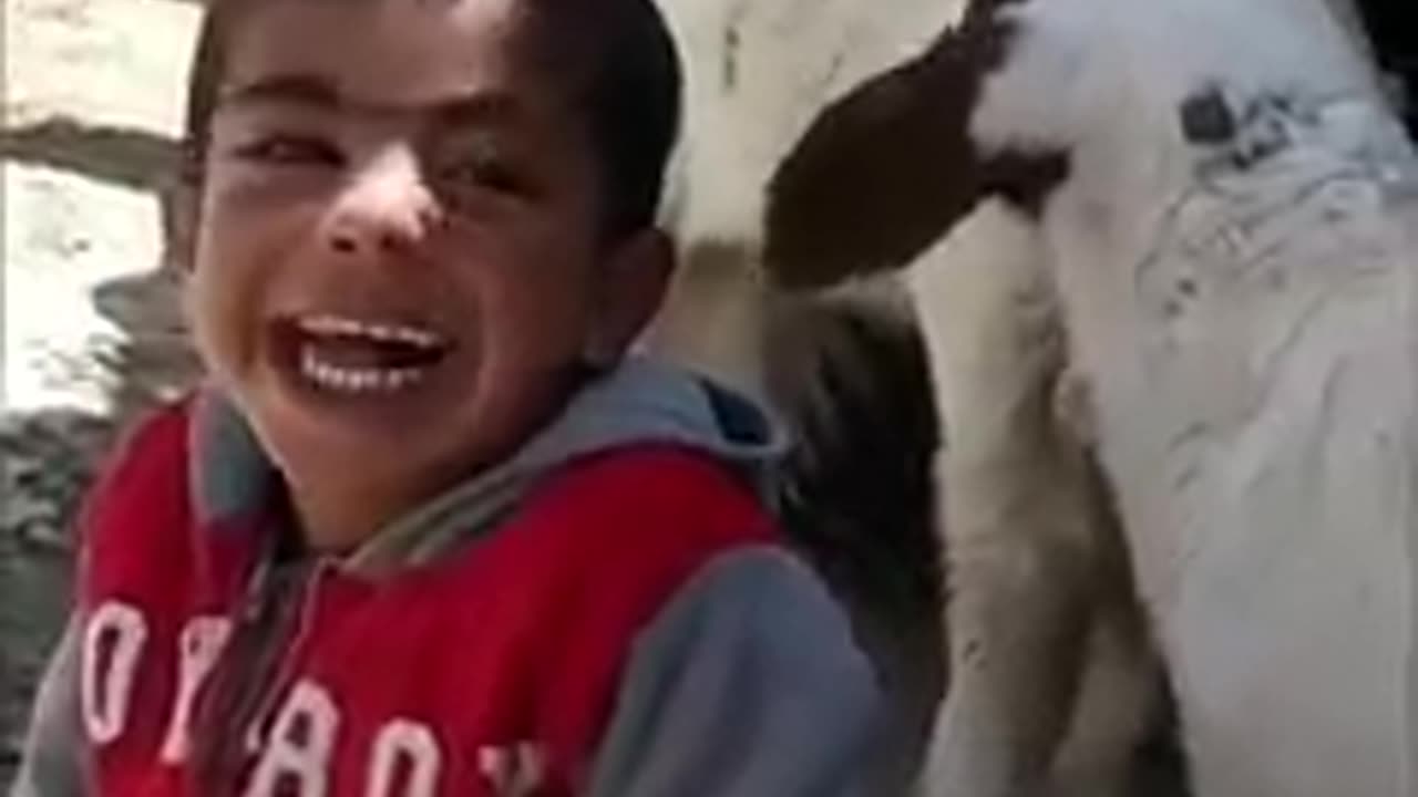 Cute sheep with a child playing