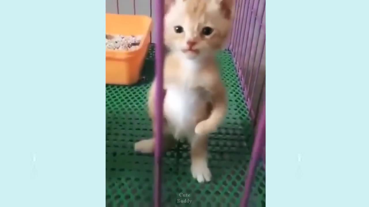 Cute funny pets 🥰 #31