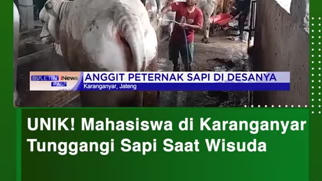 Unique! Students at Karanganyar ridin cows at graduation