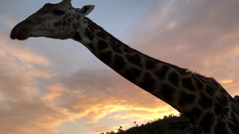 Overly Friendly Giraffe Surprises Campers