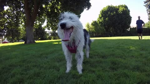 Frisbee at the Park