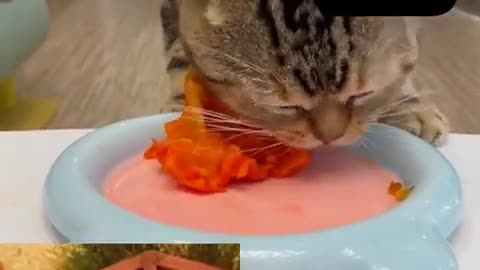 cat food #cat #dog #food #ytshorts #shorts #pets #helpanimal