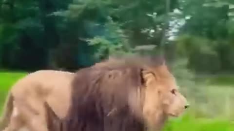 Be careful of the loose lion