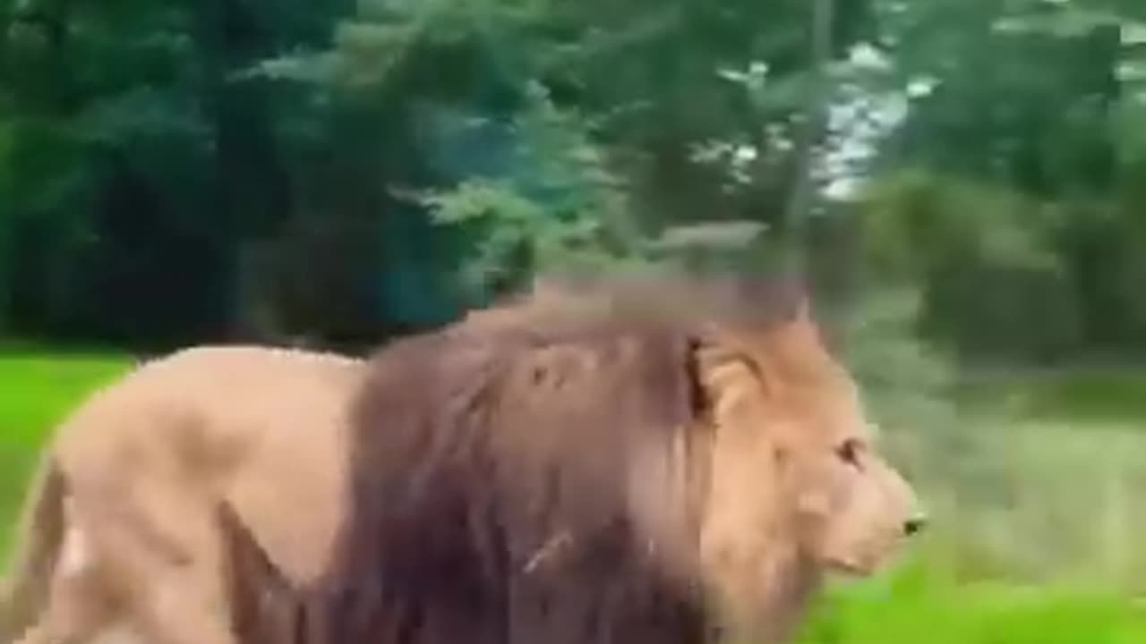 Be careful of the loose lion