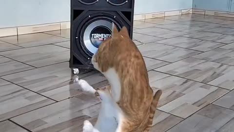 dancing cat