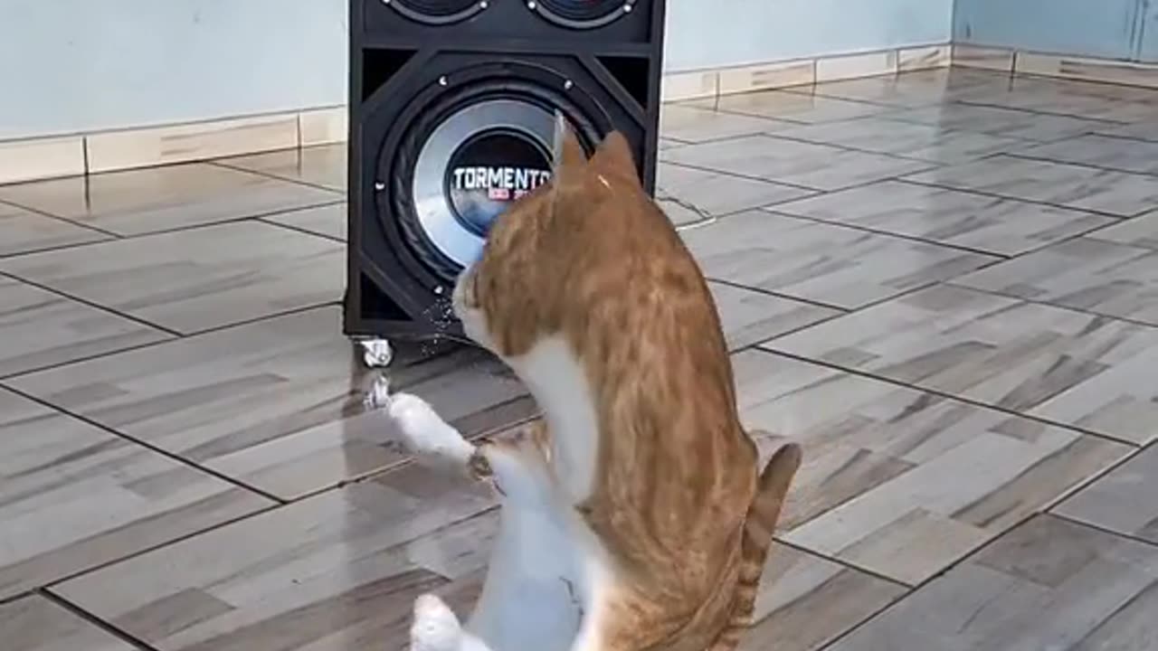 dancing cat