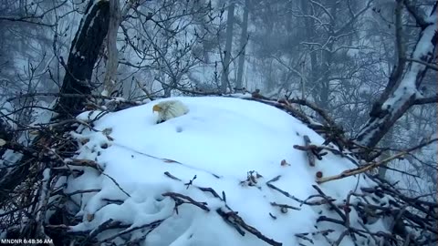 Nesting Eagle on Minnesota DNR EagleCam covered in snow