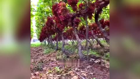 Beautiful Grapes cutting #nature #short