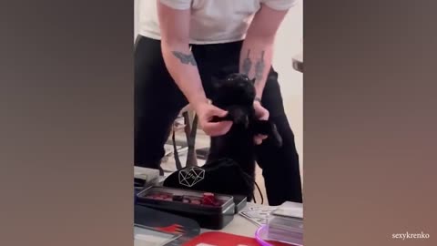 Try not to laugh at these Funny CATS 2024