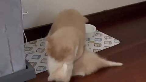 The baby cat refused to accept the challenge again and was knocked down every minute