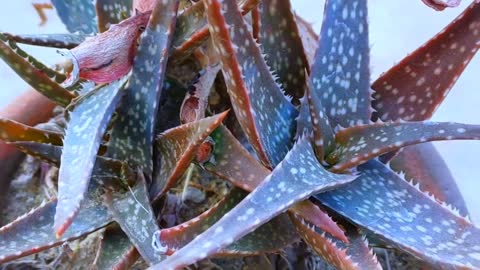 ALOE VERA VARIETY@sobujgardening4538