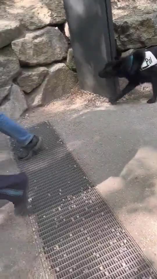 Neuschwanstein: Polizei führt den Verdächtigen in Handschellen ab