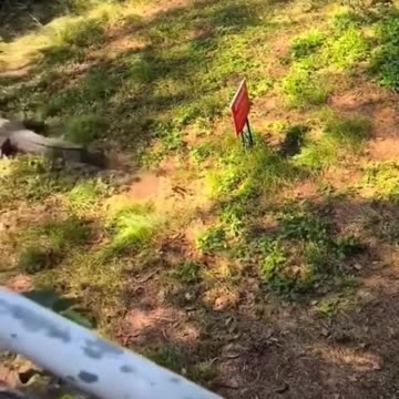 Florida Lad - How Floridian's deal with alligators