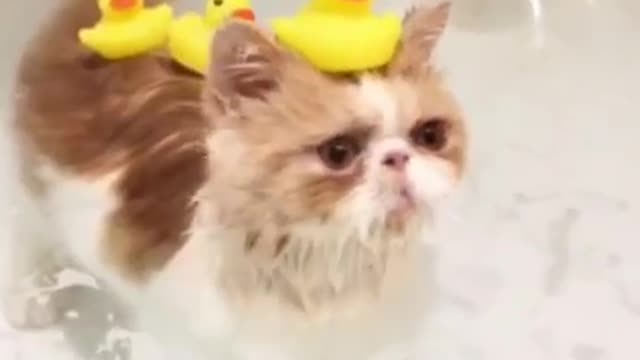 love cat