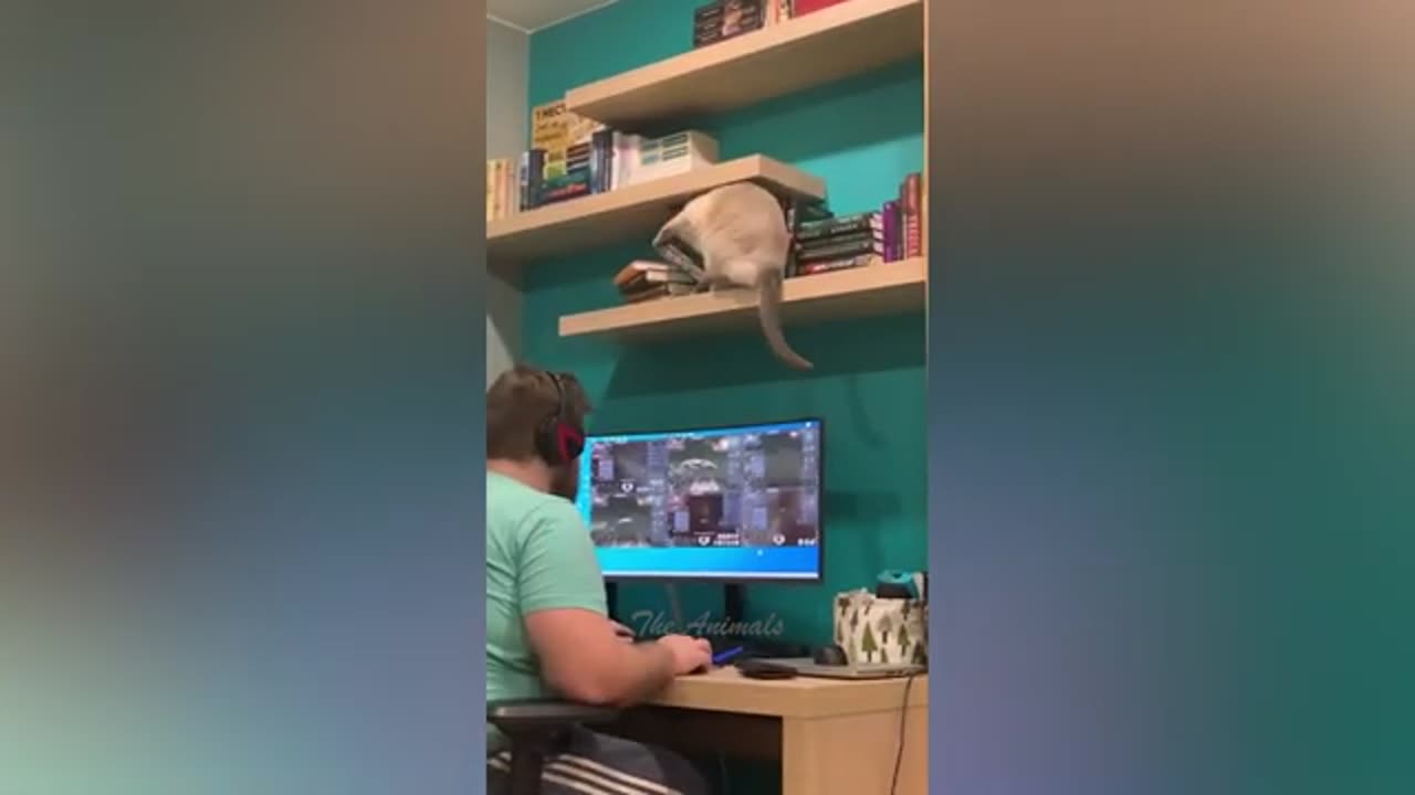 Funny cat's