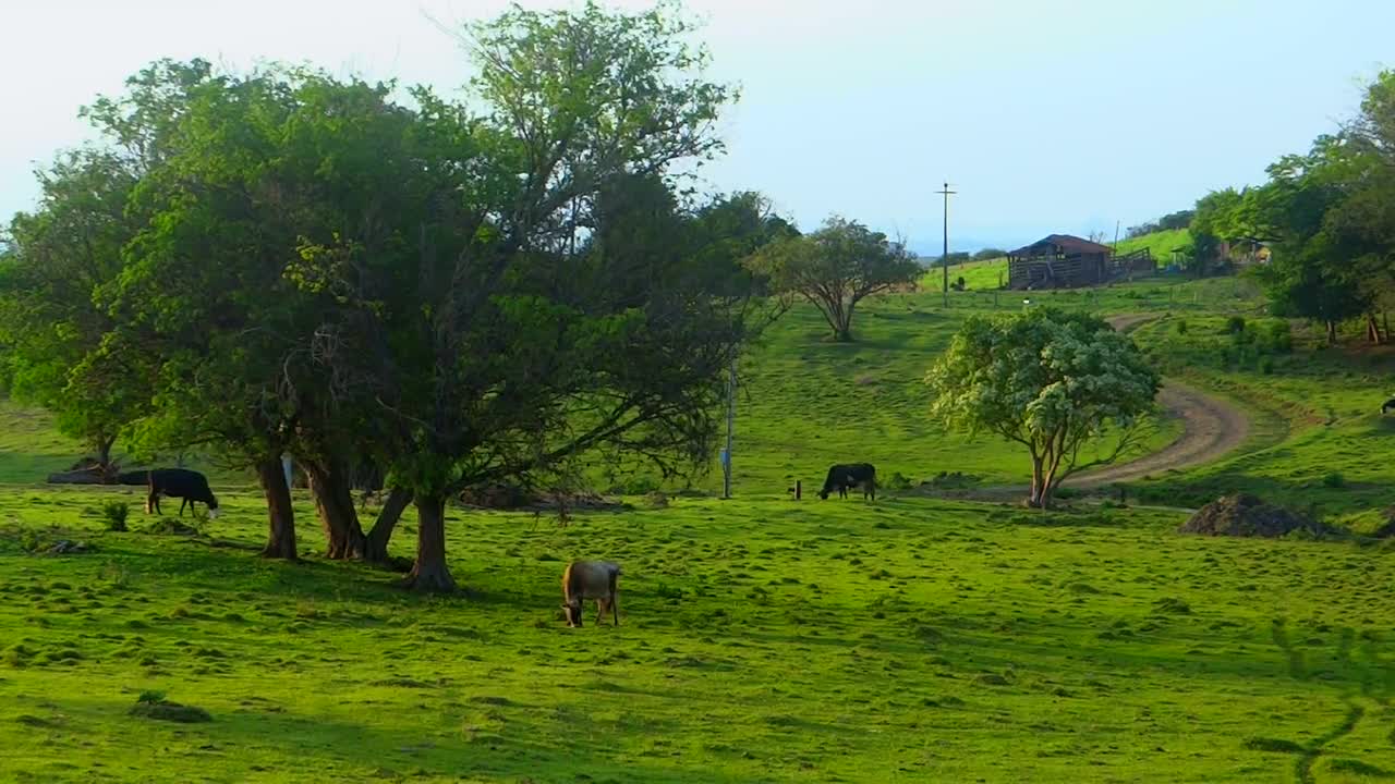 Pasture Herd Bois Cattle Animal Graze Landscape