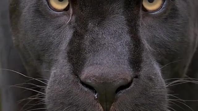 beautifoul Black panther puma jaguar