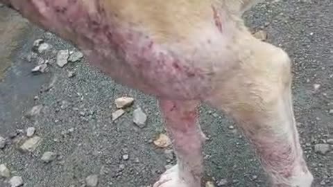 Dog with Skin Infection #cat #dog #catlover #doglover #animals #pets #instastrays