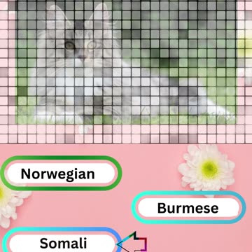 Purrfect Pets Quiz My Furry Friends Challenge 10