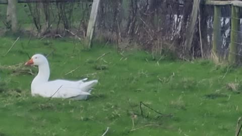 Waterfowl In Wales.