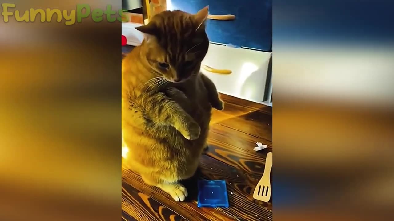 best funniest animal videos 2023 😂 funny cats and dogs 😹🐶