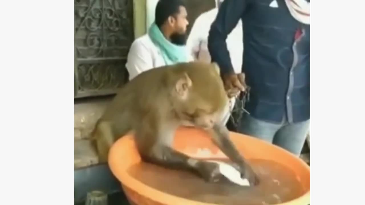 Funny Animal Videos Part 27 ||Cutest Animals Funny Videos ||@blessedbaritone