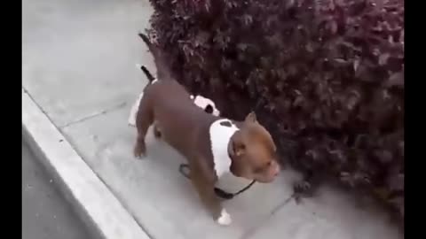 Dog funn with bellons on streets
