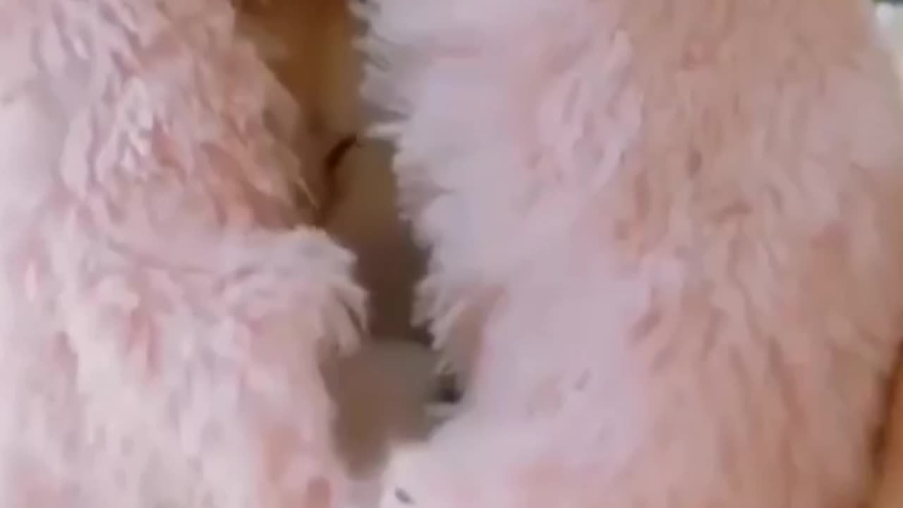 Funny cats๐๐